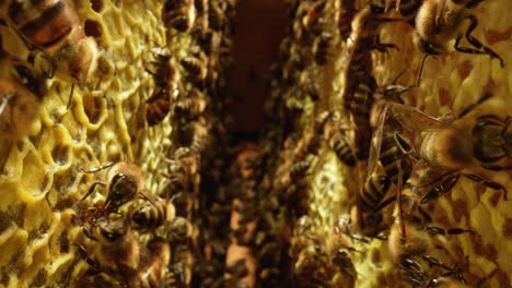 honeybees in honeycomb