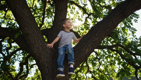 young boy sitting in a large tree in a sunny park