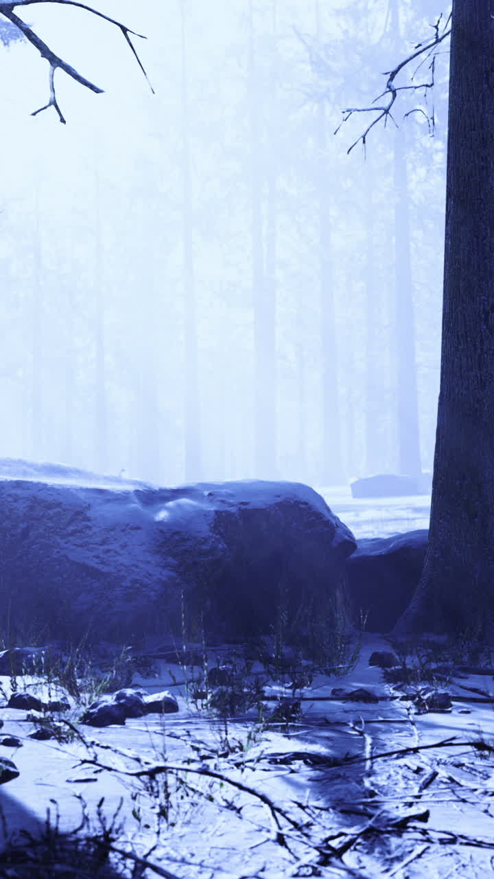 Quiet forest covered in snow during early morning light