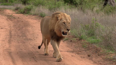 lone male lion walks on dirt road toward and past camera, follow pan