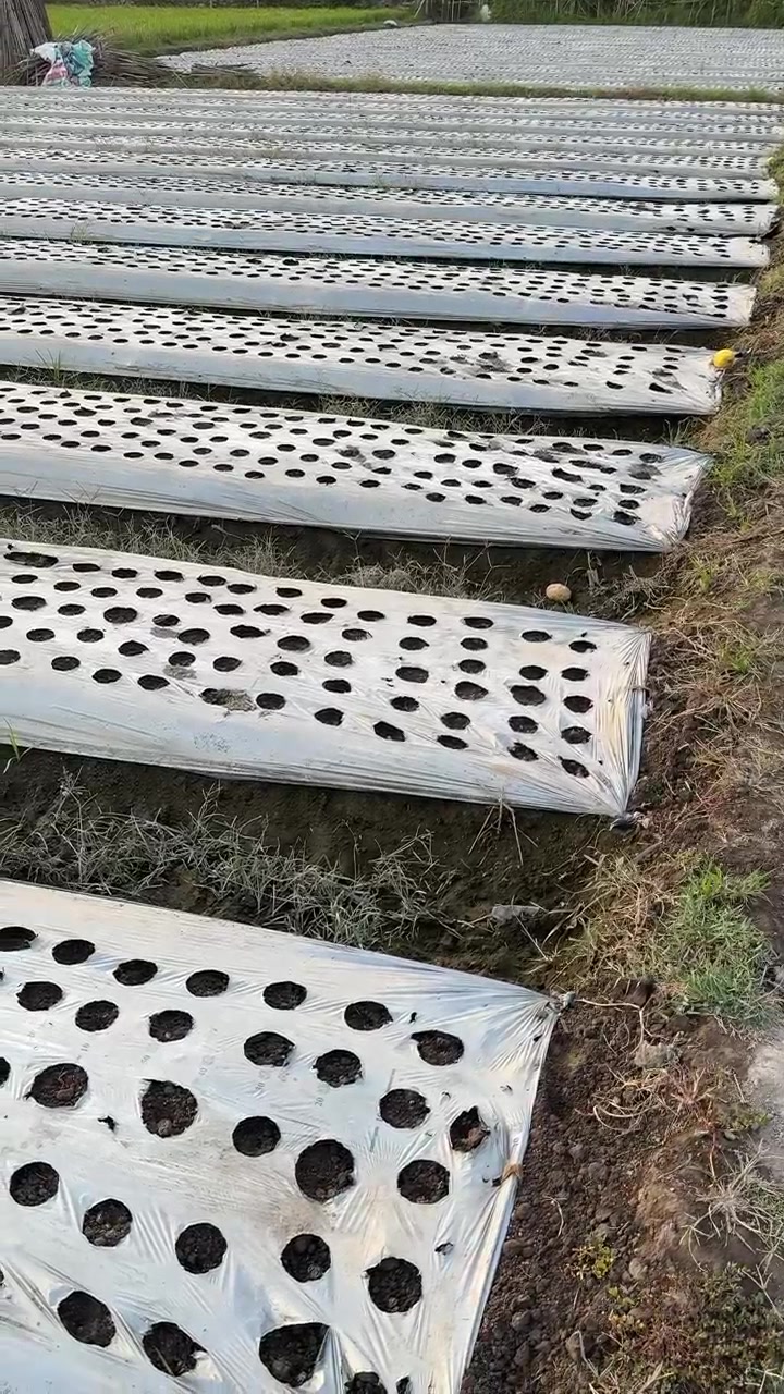 Rows of Agricultural Soil Covered with Plastic Mulch in a Field