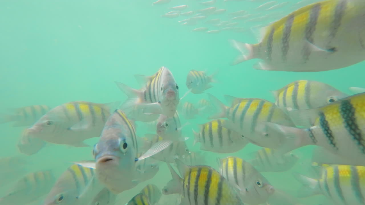 Filmato subacqueo immersivo di un grande banco di pesci sergente maggiore a strisce gialle e nere a Santa Marta, Colombia. Banco di pesci tropicali che nuotano nel limpido Mar dei Caraibi. Vita marina.