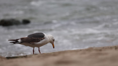 Möwe-Pflückt-Eine-Muschel-Zum-Essen-Im-Point-Dume-State-Nature-Preserve-Beach-Park