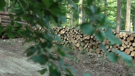 Logged-Tree-Trunks-Lay-Stacked-as-we-Pan-Left-from-Behind-a-Branch,-Revealing-more-Cut-Down-Timber