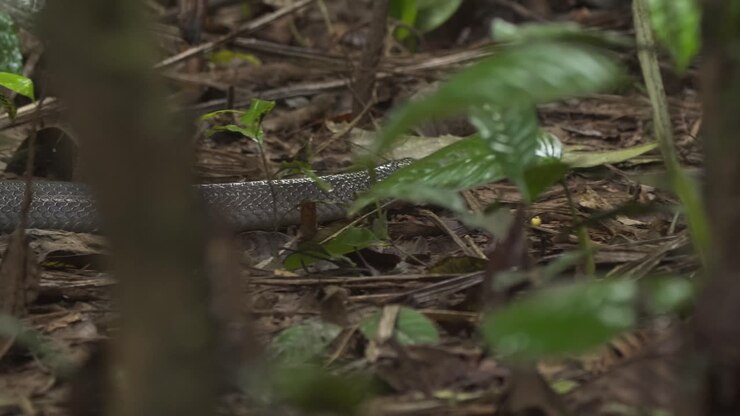 Wide angle following a black snake as it moves through the forest in search of its next meal in slow motion