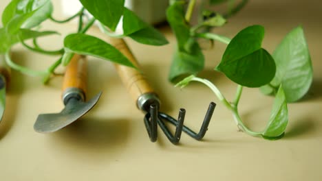 gardening tools and a houseplant