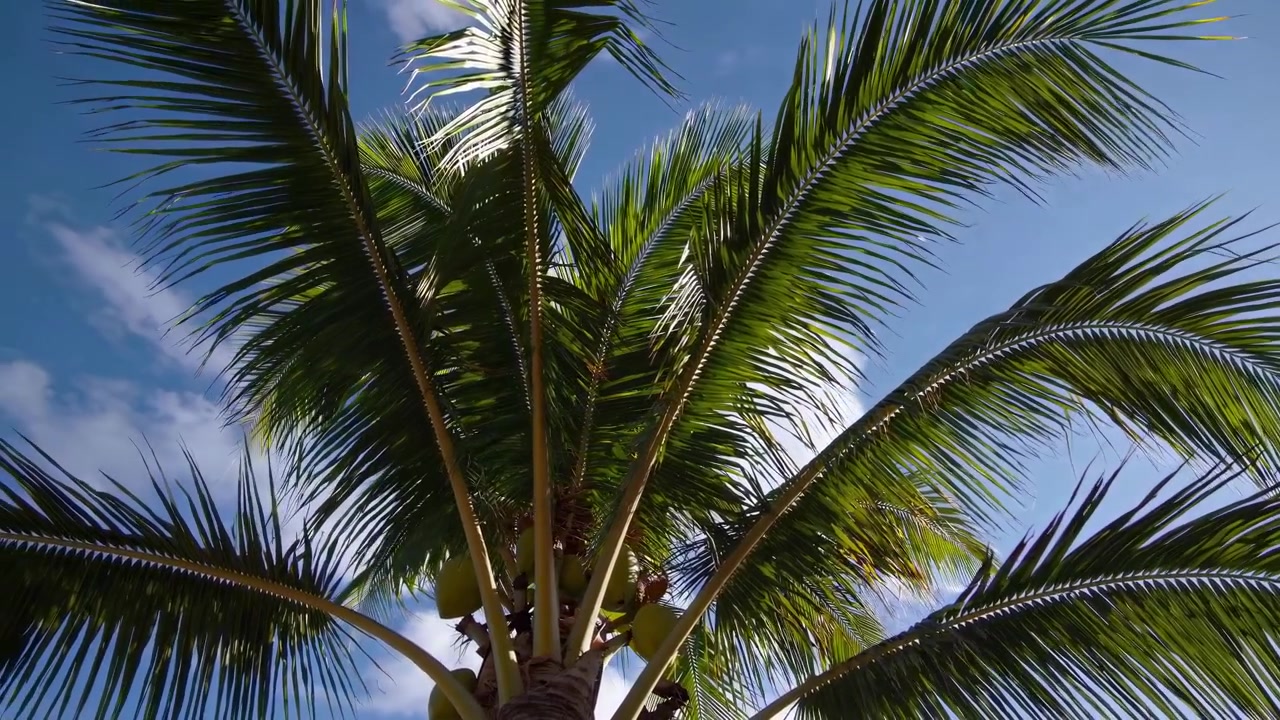 Foglie di Palma da Cocco Tropicale che Ondeggiano al Vento