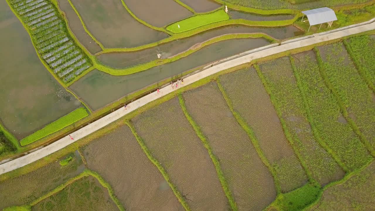 vista superior de drones que muestra a un grupo de personas caminando en la carretera entre campos de arroz en indonesia
