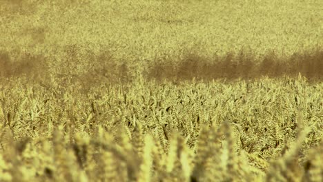 medium shot of wheat field in magdeburger boerde, germany