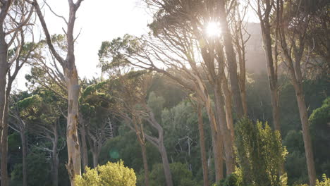 Vista-Del-Bosque-Tropical