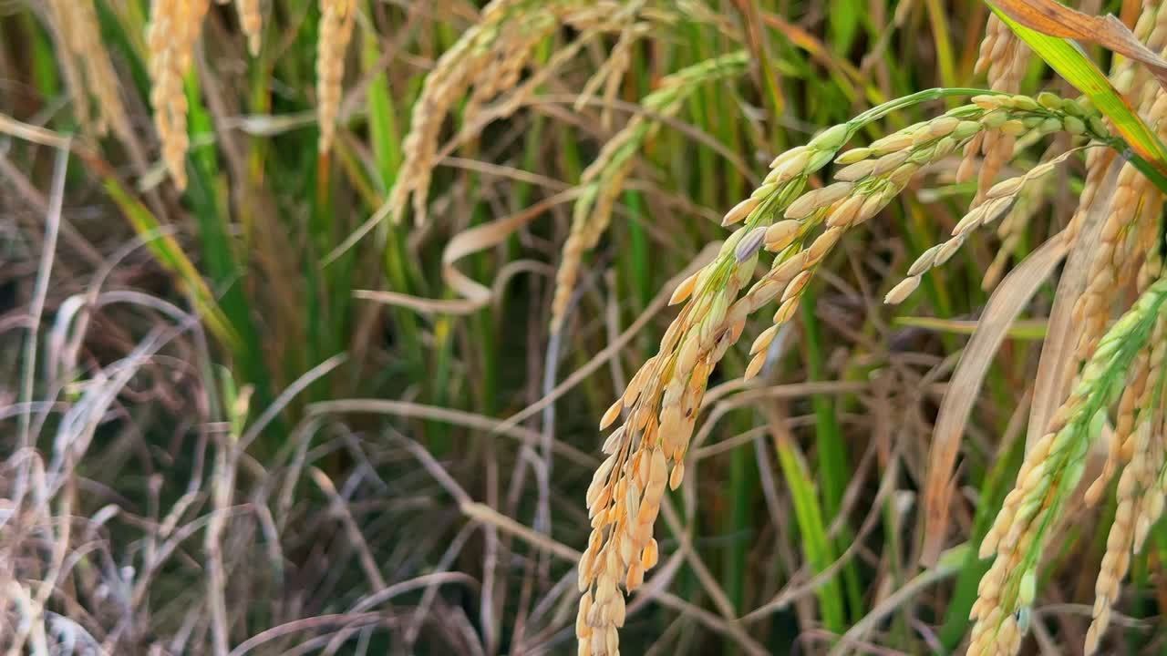 close-up of a rice paddy, showcasing the mature rice plants with golden-yellow grains and green stalks