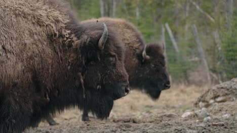 large bull bison in a ranch - close up shot