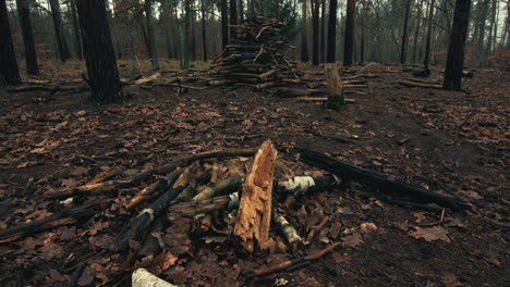 A-pile-of-branches-and-twigs-in-a-forest-floor