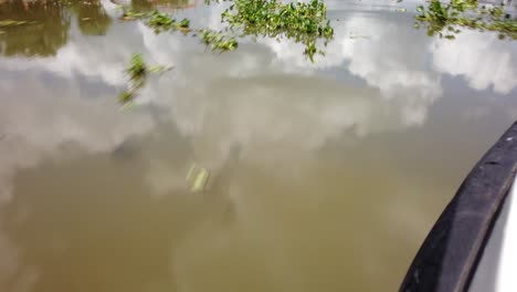 water body with floating plants and sky reflections