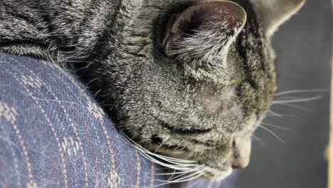 gato adulto atigrado durmiendo al lado de un sofá en una sala de estar