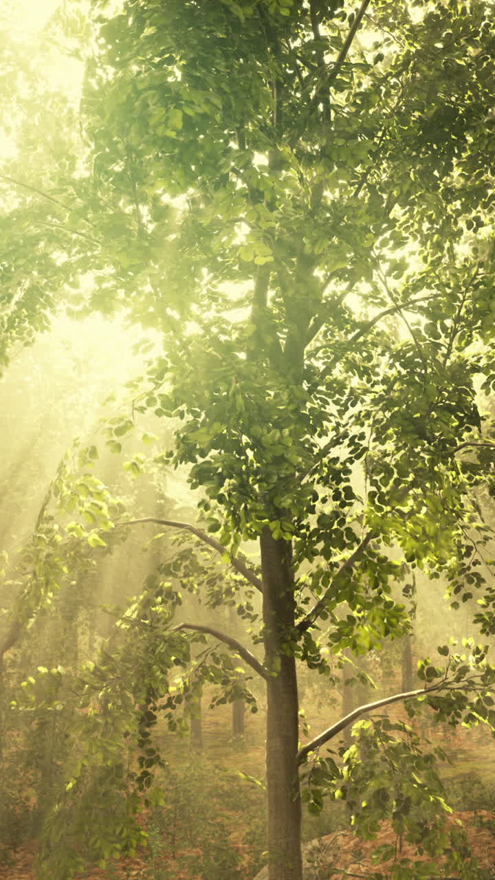 안개 숲 의 나무 를 가로질러 흐르는 빛