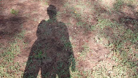 View-of-the-grass-ground-with-shadow-of-a-man-while-walking-on-the-green-grass-in-slowmotion-4k-UHD-Video-in-sunset-daytime