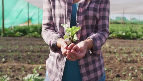 Video-of-midsection-of-caucasian-woman-holding-seedling