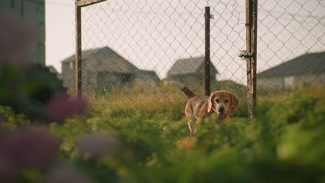 beagle dog sitting behind chain-link fence wagging tail, sunny outdoor setting with blurred greenery and wooden building in background, dog appears curious and active