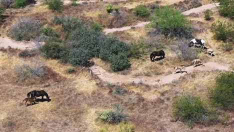 Aerial-small-herd-of-wild-horses-three-mares,-3-foals-grazing-on-the-desert-vegetation-in-the-McDowell-Mountain-Preserve,-Scottsdale-Arizona