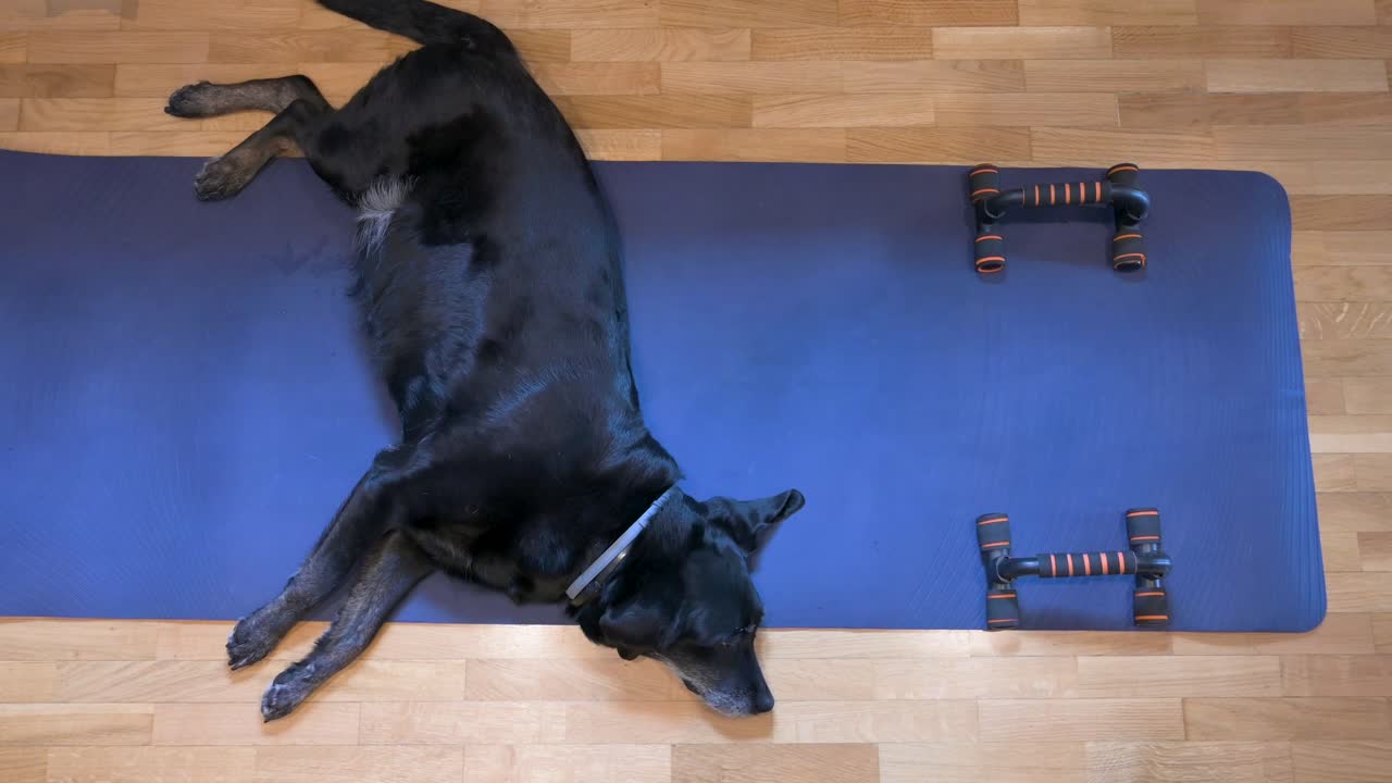 A senior black Labrador dog lays comfortably on a yoga mat, initially designated for or its owner's exercise