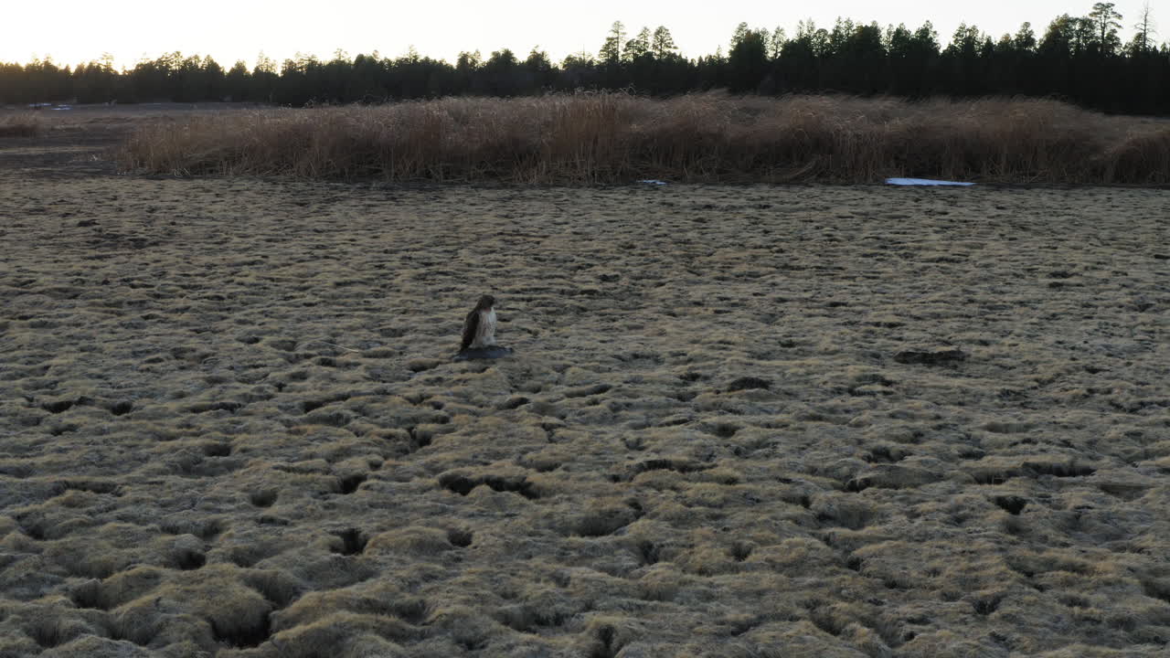 애리조나의 마른 호수 침대에서 쉬고 멀리 날아가는 야생 랩터 독수리