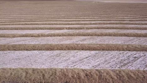 aerial: wheat swathes in snow dusted field create horizontal pattern