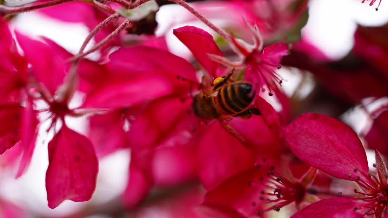 Honey bee hovers near vivid pink blossoms collecting pollen in slow motion