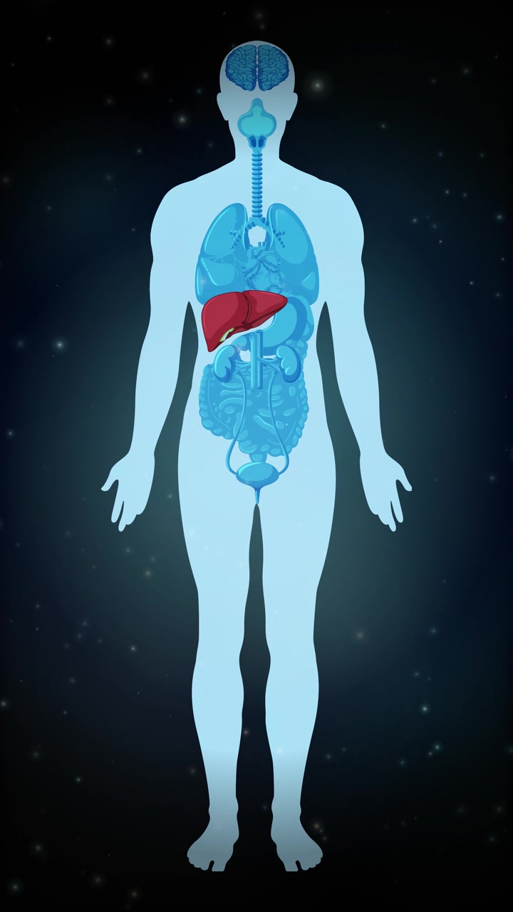 Anatomical Illustration of Human Liver in Body Silhouette