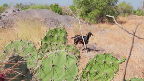 a black goat with horns grazes on dry, yellow grass near a large, green cactus with sharp spines