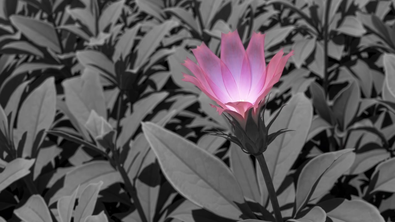 Single Pink Flower Blooming Against a Monochrome Foliage Background