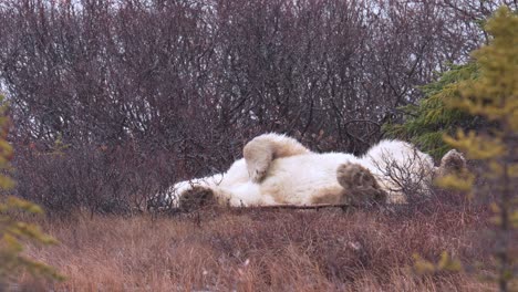 lento movimiento inquieto oso polar espera que el invierno se congele entre la maleza subártica y los árboles de churchill, manitoba