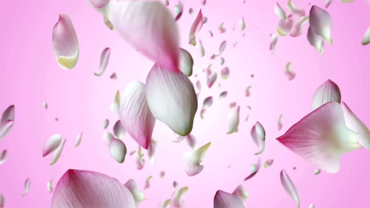 꽃잎이 날아다니고 있습니다.