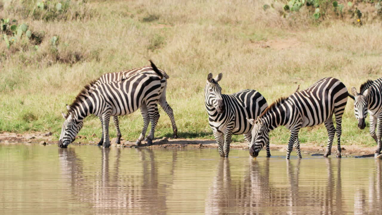 Un gruppo di zebre che si abbevera presso una pozza d'acqua