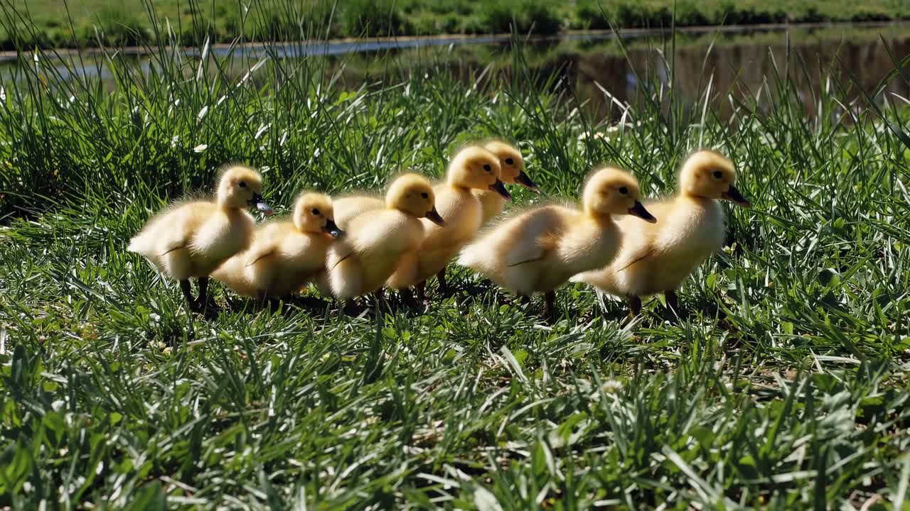 A low-angle video captures a group of ducklings walking on grass by a pond