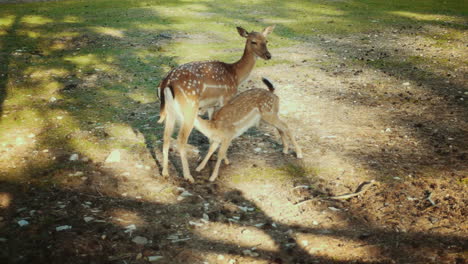 Wild-deers-in-forest-on-field.-Adult-deer-feeding-little-fawn.-Mother-sika-deer