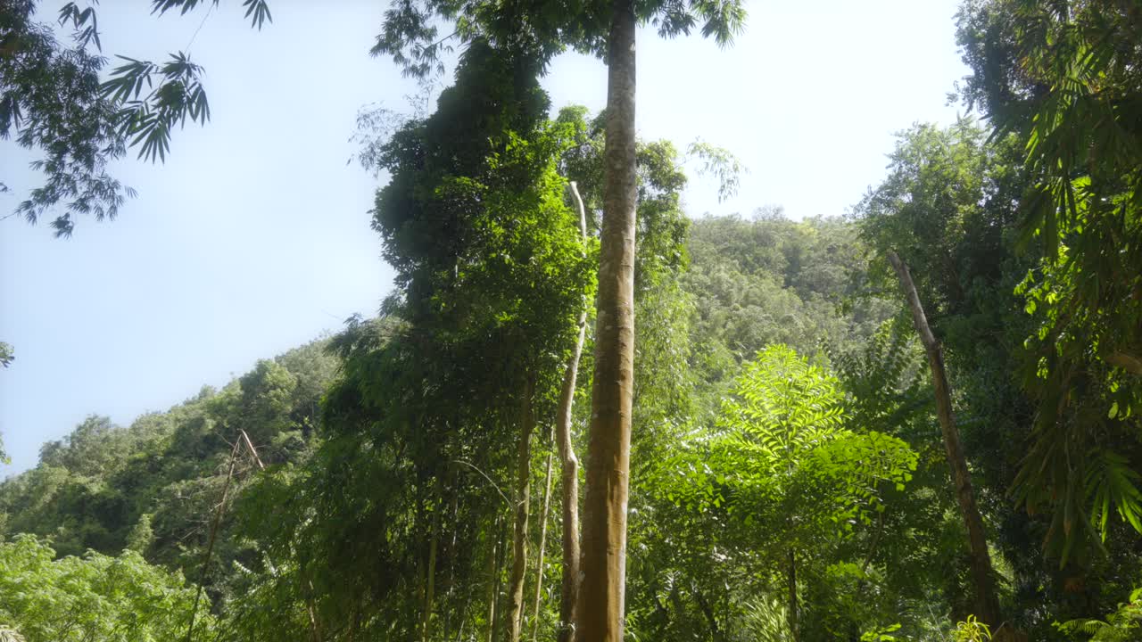 Tilt up along tall thin trunk tree reaching high above tropical bamboo forest to sky