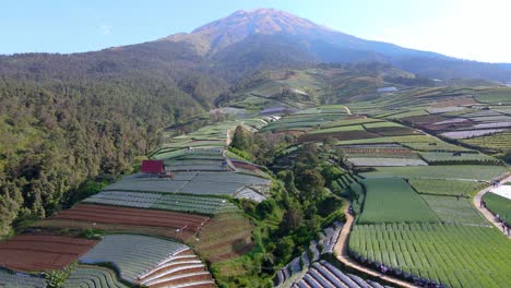 Tirando-De-La-Vista-Hacia-Atrás-De-Los-Campos-En-La-Granja-Listos-Para-La-Cosecha,-Ladera-De-La-Montaña,-Indonesia