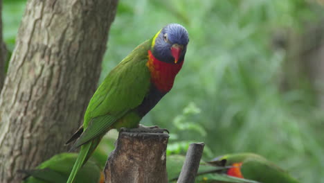 extreme close up of rainbow lorikeets