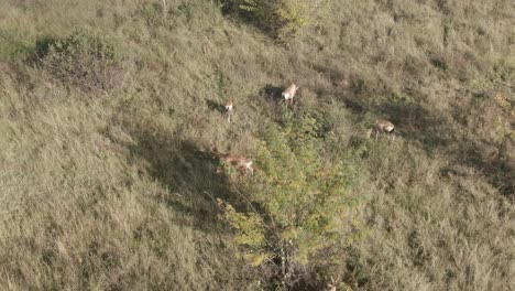 Drone-aerial-of-Blesbuck-antelopes-grazing-in-thick-brush