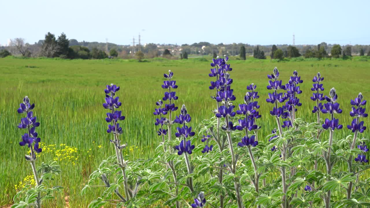 밀 과 보리 들 이 있는  에 꽃 이 피고 있다