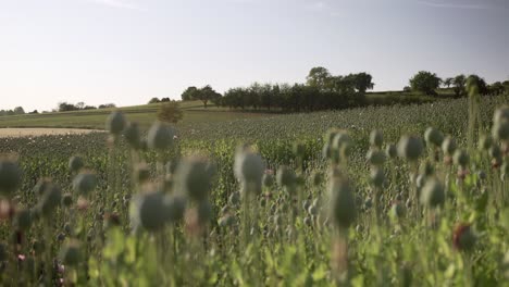 scenic field of poppies during sunset