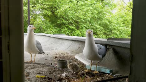 Seagull-parents-closeup-with-a-newly-hatched-chick-in-their-urban-nest-with-trash-around-it