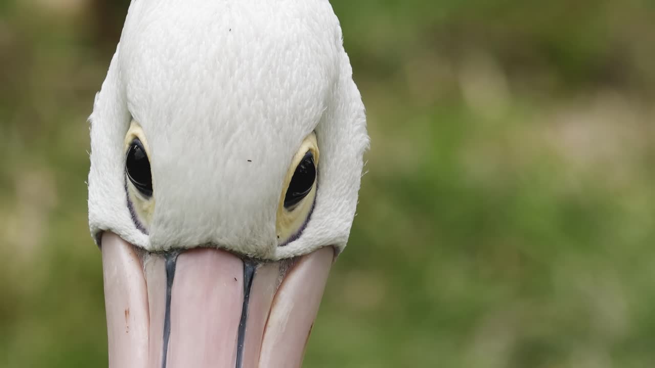 A focused view of a pelican's eyes and beak against a blurred green background.