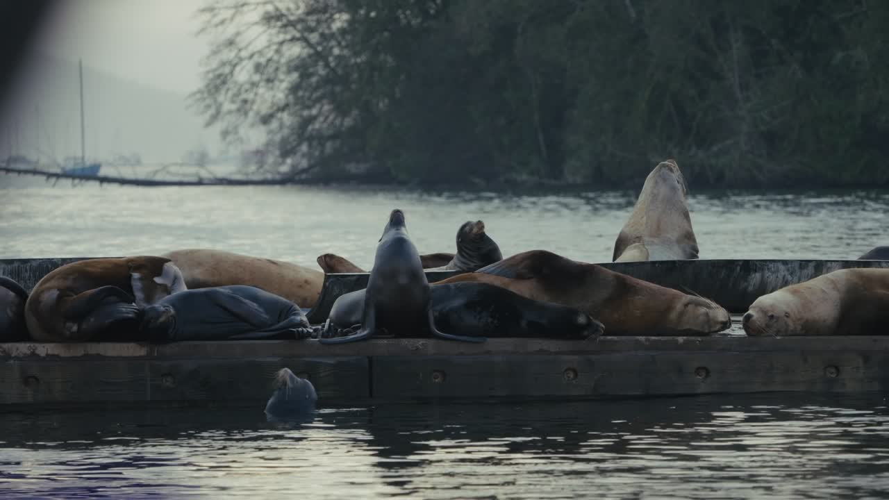 Sea lions relaxing on a floating dock in Cowichan Bay, serene atmosphere