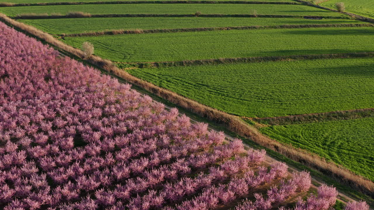 분홍색 꽃이 피는 나무와 초록색 잔디 작물의 은 농업 항공
