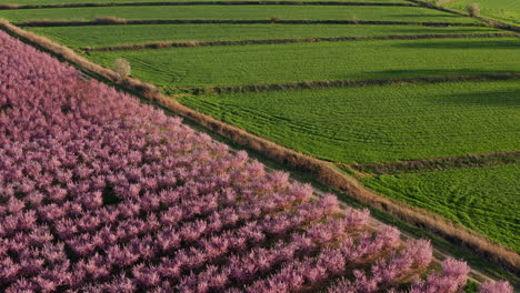 field-of-pink-flowering-trees-and-green-grass-crops-Span-agricultural-aerial