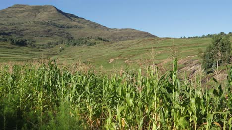 Landwirtschaftliche-Maispflanzen-Wachsen-In-Den-Bergen-Mit-Blauem-Himmel-Gesund-Grün