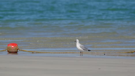 seagull standing a sandy beach and looking around in search of food, with ocean on background. red floating buoy on the beach. cape town wc south africa