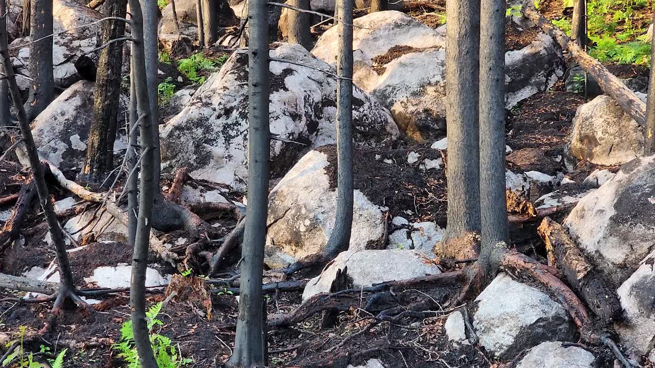 vista de bajo nivel de los daños por incendios forestales después de los incendios forestales, con brotes verdes que comienzan a crecer